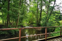 Yoga im Wald Yoga Workshop