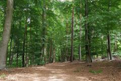 Wald