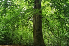 Wald